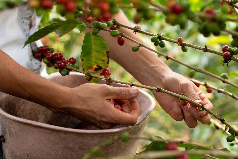 Les mains de l'homme récoltent du café mûr Café rouge mûr et prêt à être récolté. Branches de caféier
