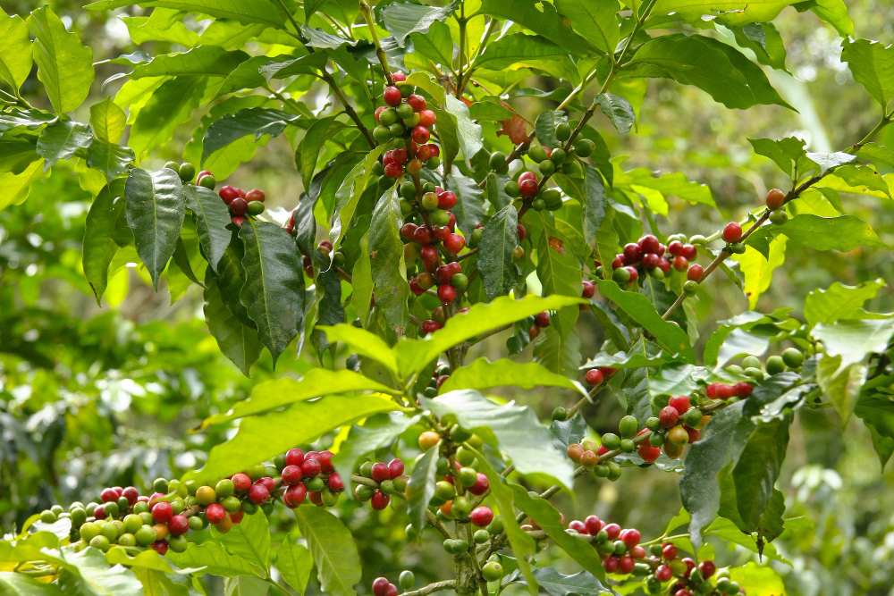 Arbre avec de petites baies vertes et rouges