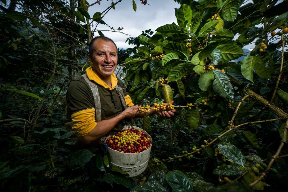 homme latino-américain récoltant du café dans sa ferme entourée de végétation sous différents angles