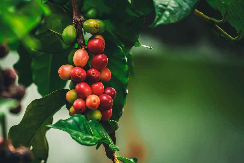 Gros plan sur des baies de café rouges biologiques fraîches sur une plantation de caféiers.