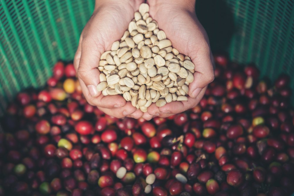 mains qui portent des grains de café