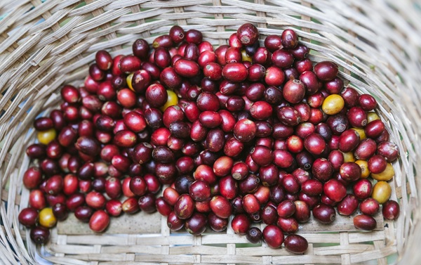 Cerise de café Arabica