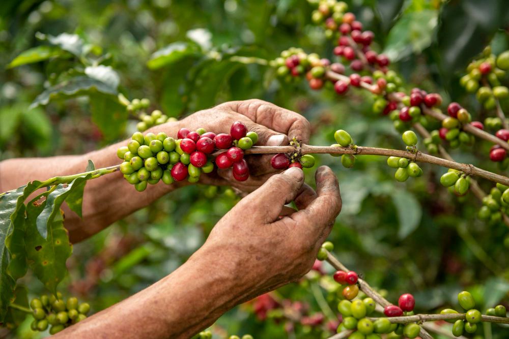 Gros plan des mains d'un producteur de café arabica cueillant les grains d'une plante dans sa ferme.