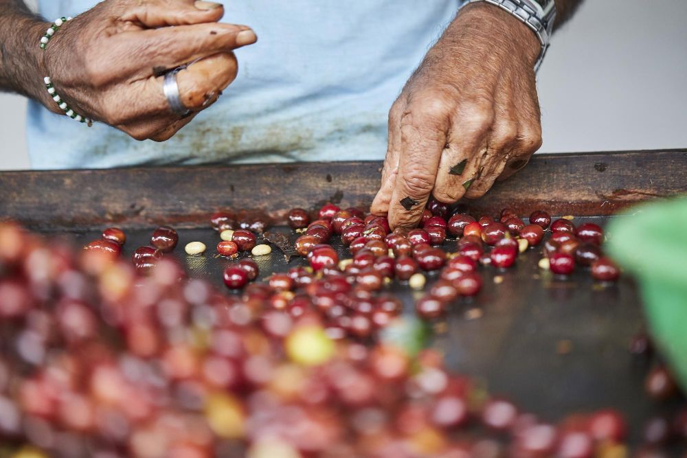 Gros plan de mains masculines triant les fruits de café
