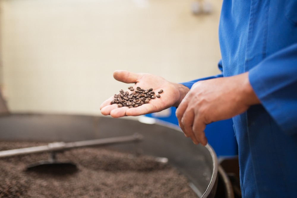 Gros plan sur un homme tenant des grains de café torréfiés