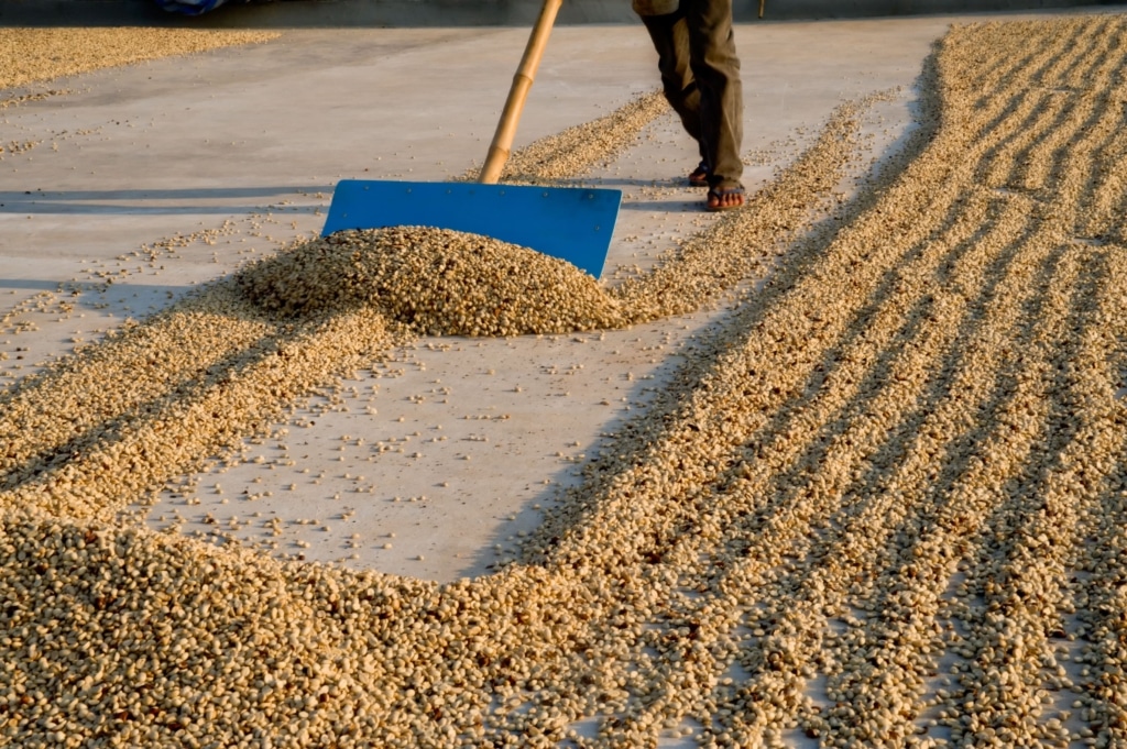 Un homme fait sécher des grains de cafés